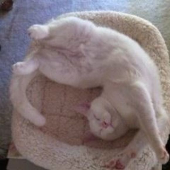 Meet your Posher, Kelly - Picture 5 of 7